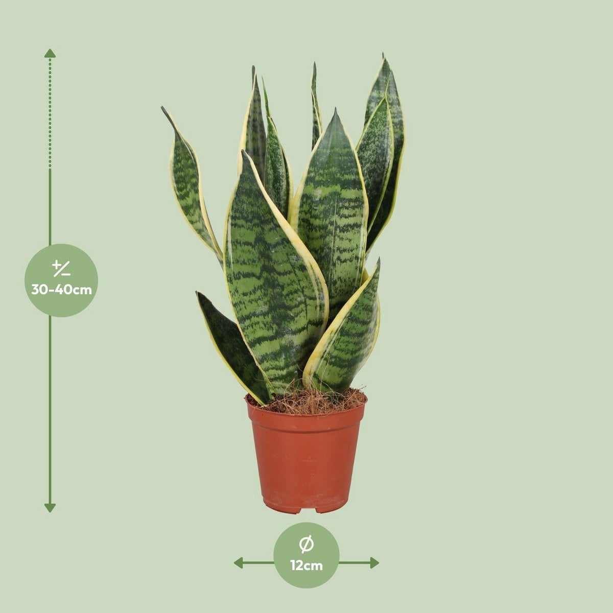 Kamerplant Sansevieria 40 cm potmaat Ø12 cm