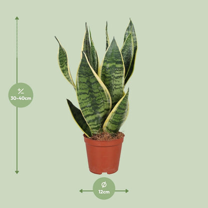 Kamerplant Sansevieria 40 cm potmaat Ø12 cm