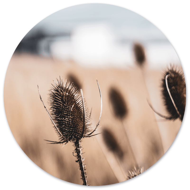 Wall circle dried natural