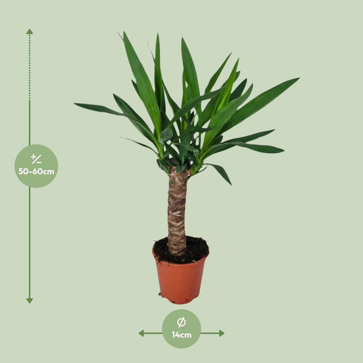 Yucca - Ø5.5" - ↕23.5"