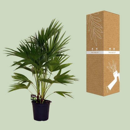 Livistona Chinensis kamerplant 100 cm potmaat 24 cm