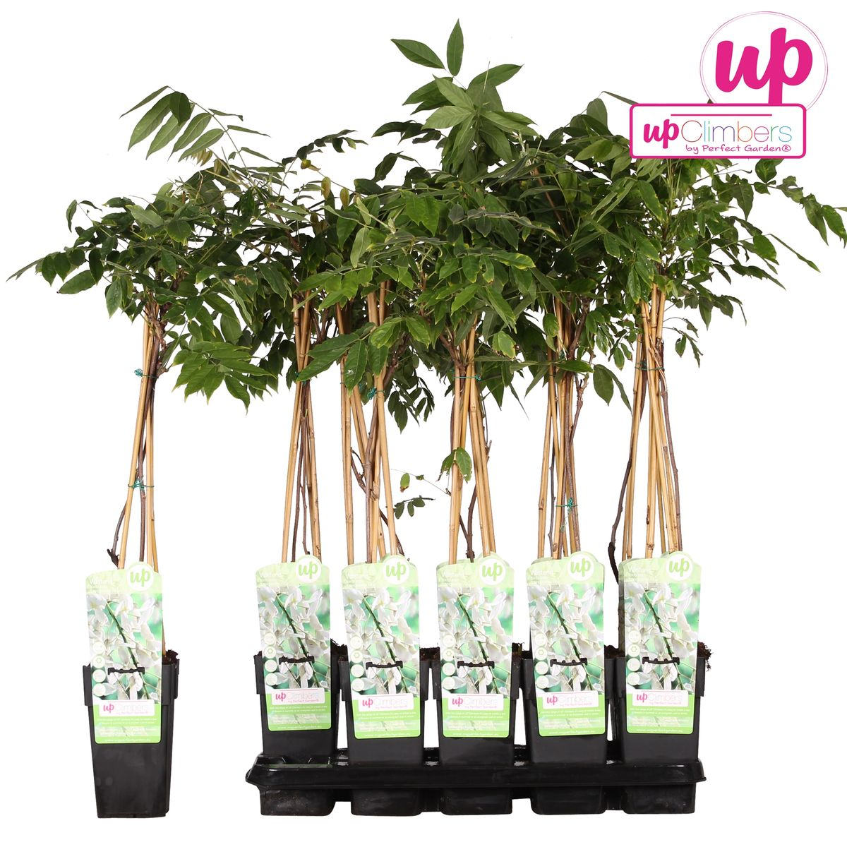Klimplant Wisteria Alba 65 cm Ø15 cm