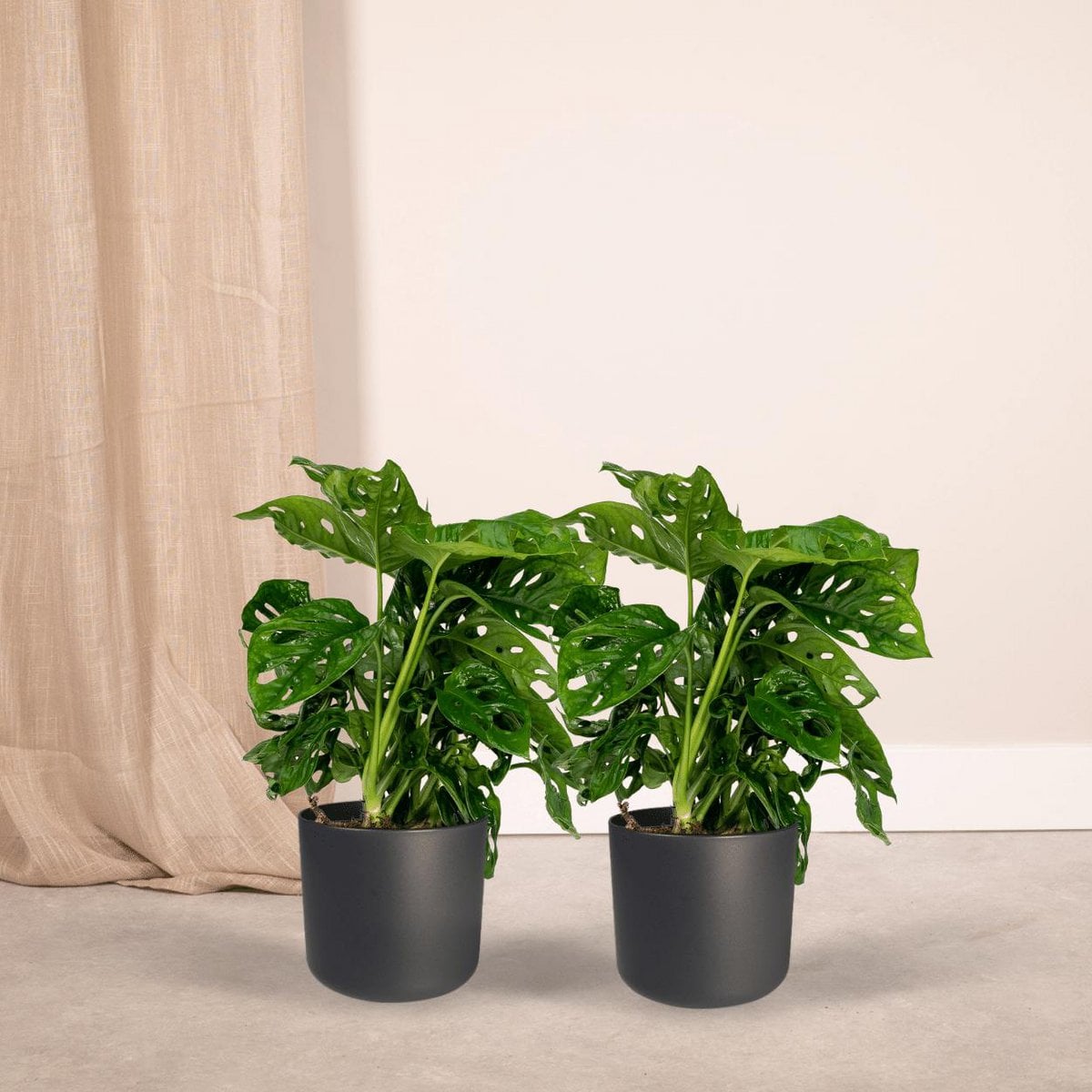 2x Monstera Monkey Leaf - Swiss Cheese Plant - 30cm - ø12