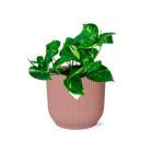 Epipremnum pinnatum 'orange' in elho vibes fold 14 cm pink