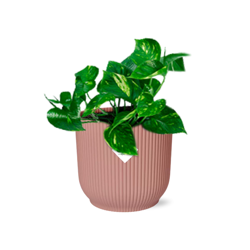 Epipremnum pinnatum 'orange' in elho vibes fold 14 cm pink
