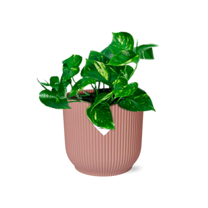 Epipremnum pinnatum 'orange' in elho vibes fold 14 cm pink