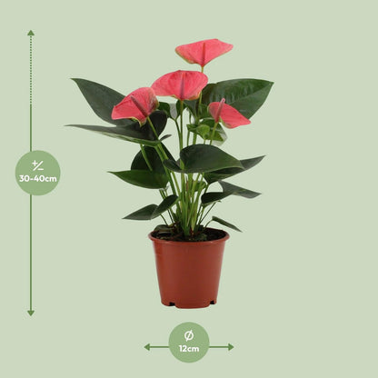 Anthurium Sweet Dream in transparante mouw - Ø12cm - ↕36cm