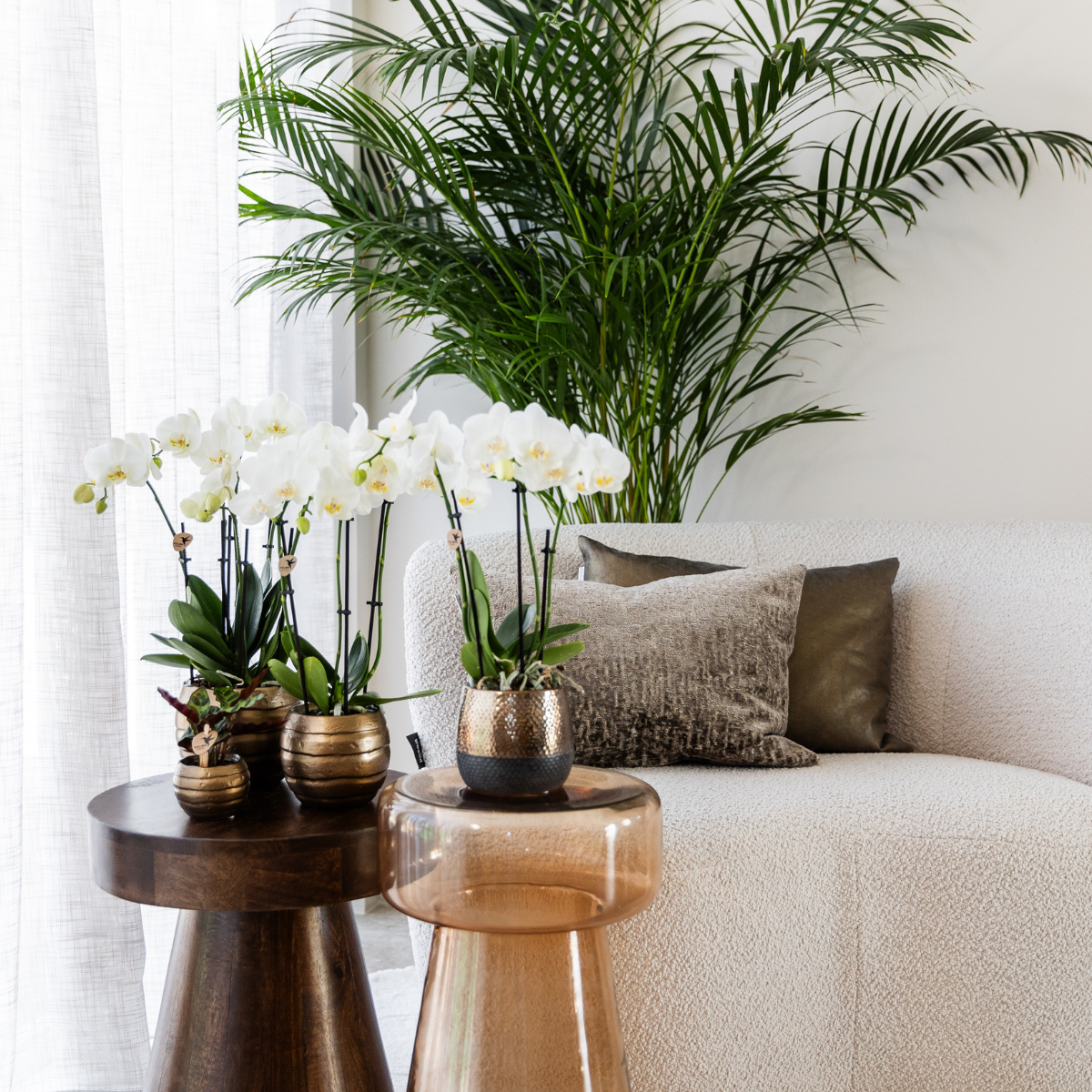 Set van 4 Witte Orchideeën in Pot Ø12 cm