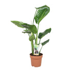 Strelitzia Nicolai kamerplant Ø17cm ↕60cm