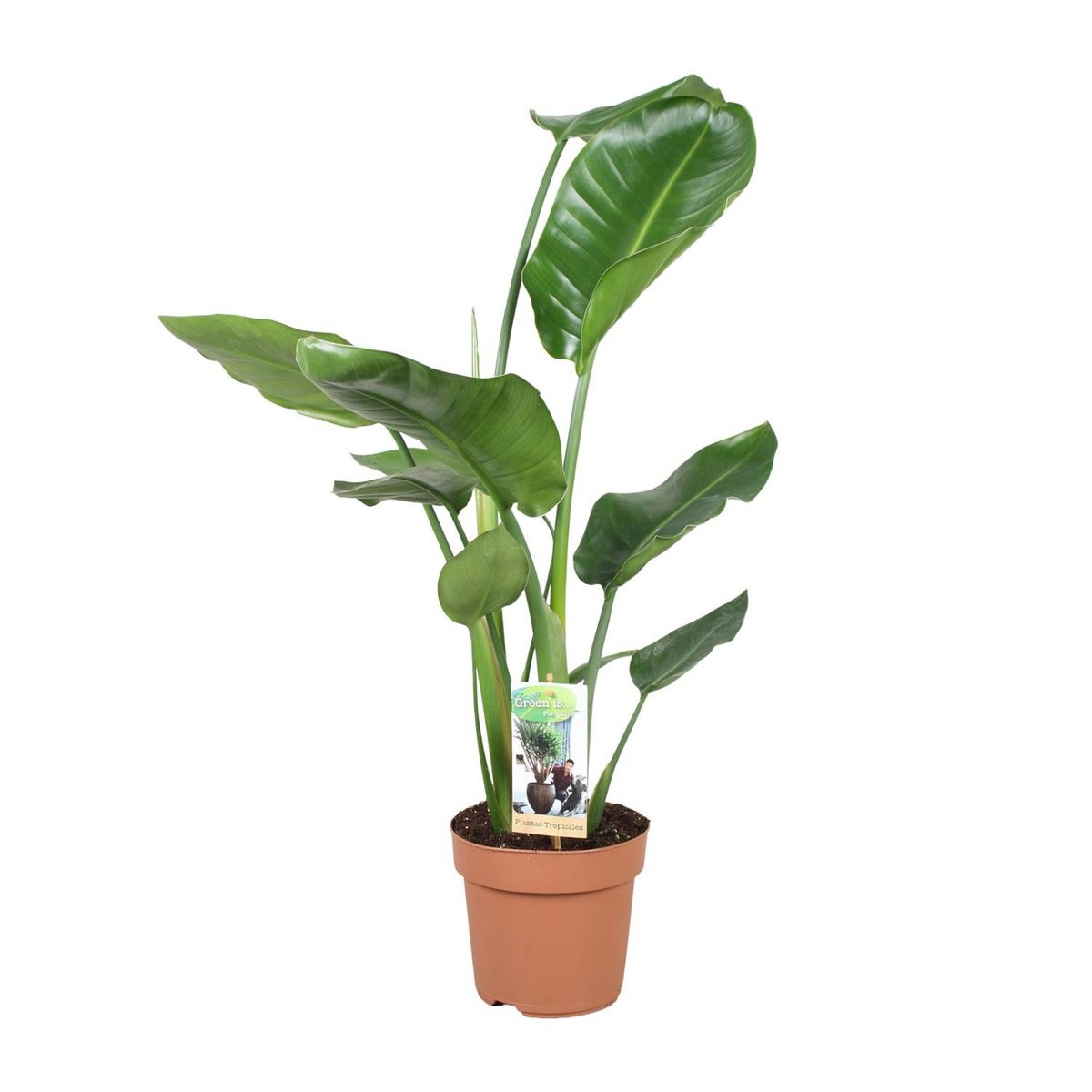 Strelitzia Nicolai kamerplant Ø17cm ↕60cm