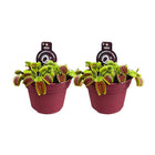 Venusvliegenval 2 stuks Ø12cm rood groen