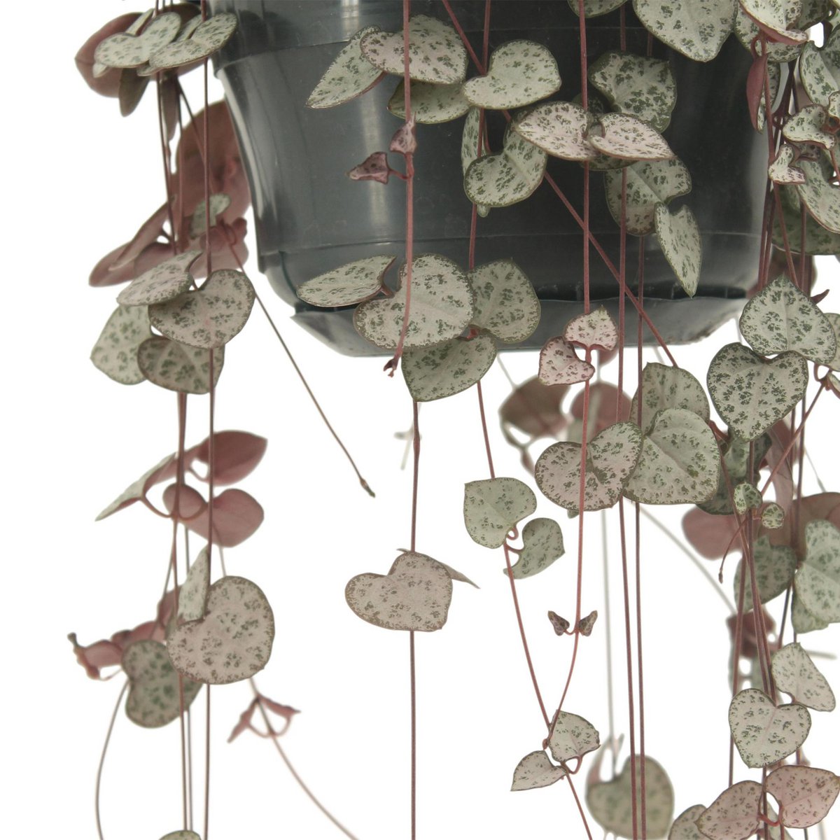 Ceropegia Woodii plant Ø14cm 50cm