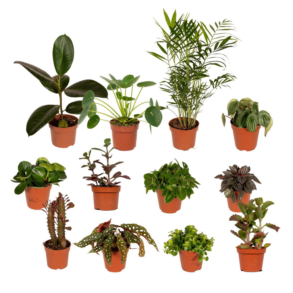 Mix planten Ø12 cm 12 stuks