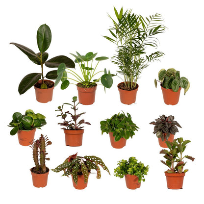 Mix planten Ø12 cm 12 stuks