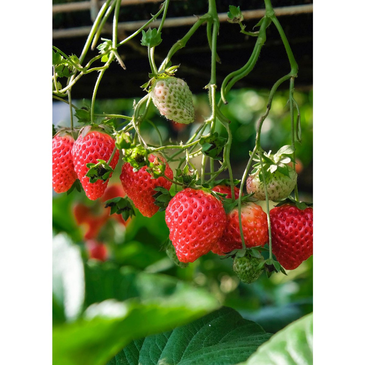Fragaria x ananas Delizzimo - Strawberry - Ø13cm - ↕45cm