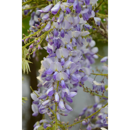 Wisteria sinensis Caroline - Paarse Regen - Ø15cm - ↕65cm