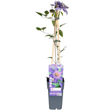 Clematis Multi Blue bosrank Ø15cm 65cm