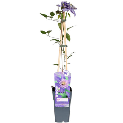 Clematis Multi Blue bosrank Ø15cm 65cm