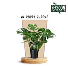 Kamerplant Monstera Ø21x75 cm