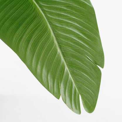 Kunstplant bananenboom 180 cm groen
