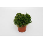 Hatiora Salicornodes plant Ø12cm ↕15cm