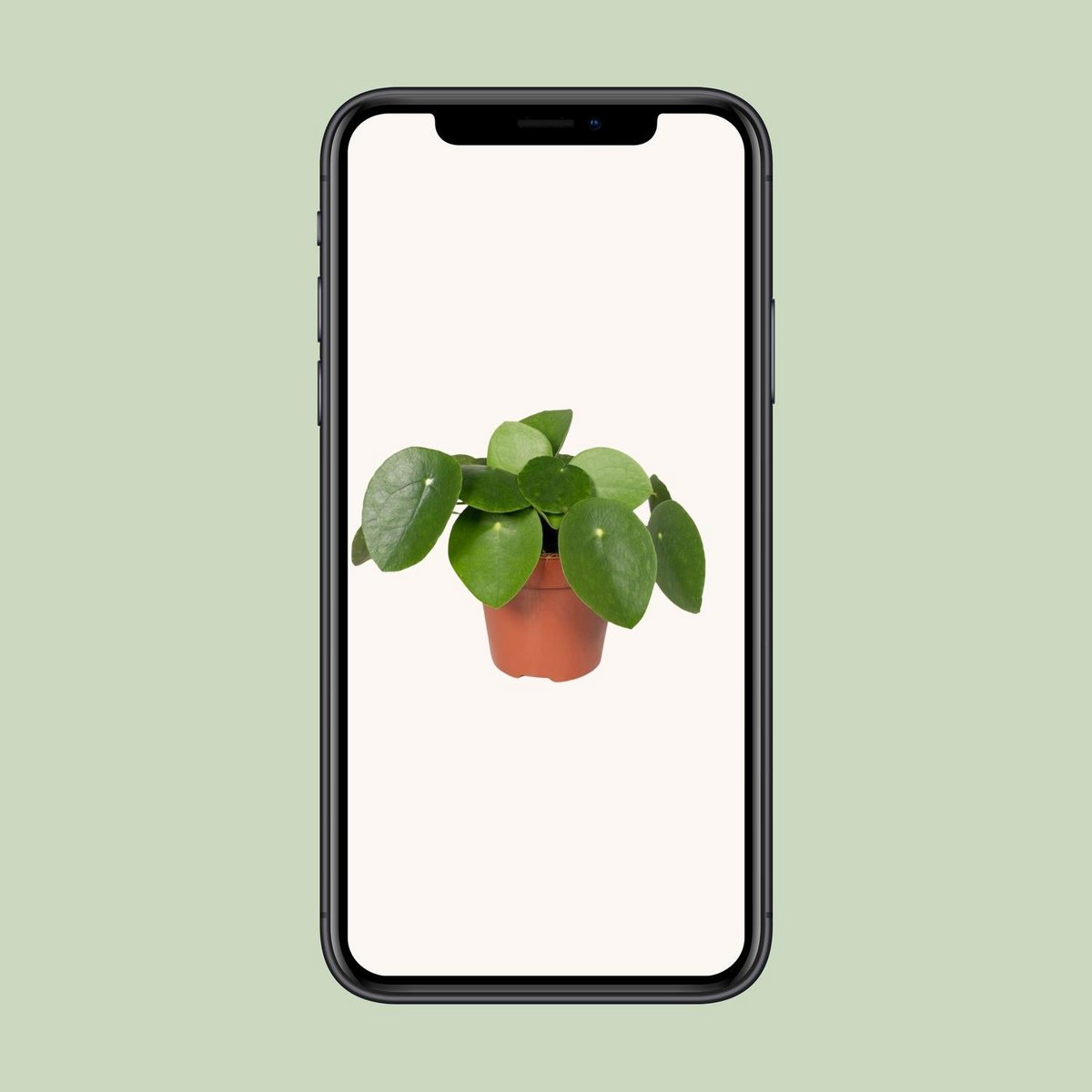 Pilea Peperomioides - Pancake Plant - Ø12cm - ↕20 cm