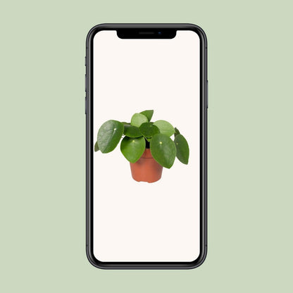 Pilea Peperomioides - Pancake Plant - Ø12cm - ↕20 cm