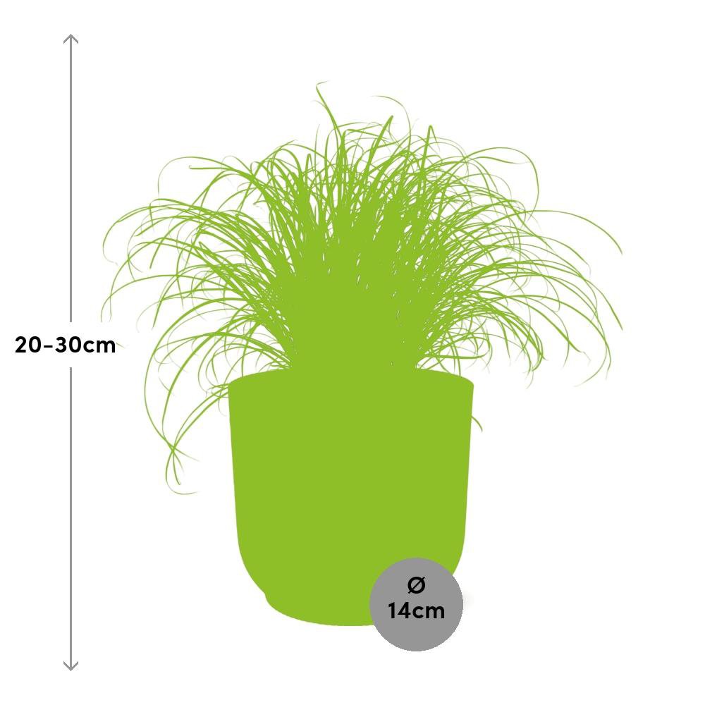 Paraplugras Cyperus alternifolius 14 cm roze Elho pot