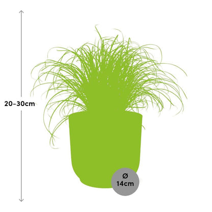 Paraplugras Cyperus alternifolius 14 cm roze Elho pot