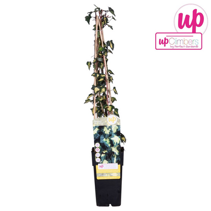 Klimop Hedera Helix Goldheart Ø15cm ↕65cm