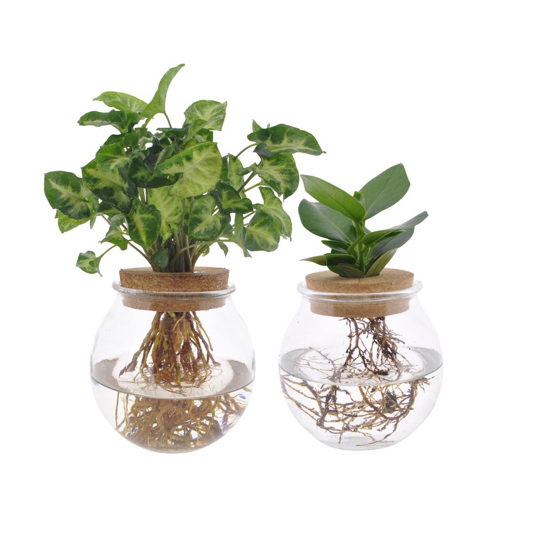 Bolglas set 2 stuks Ø12x30 cm groen