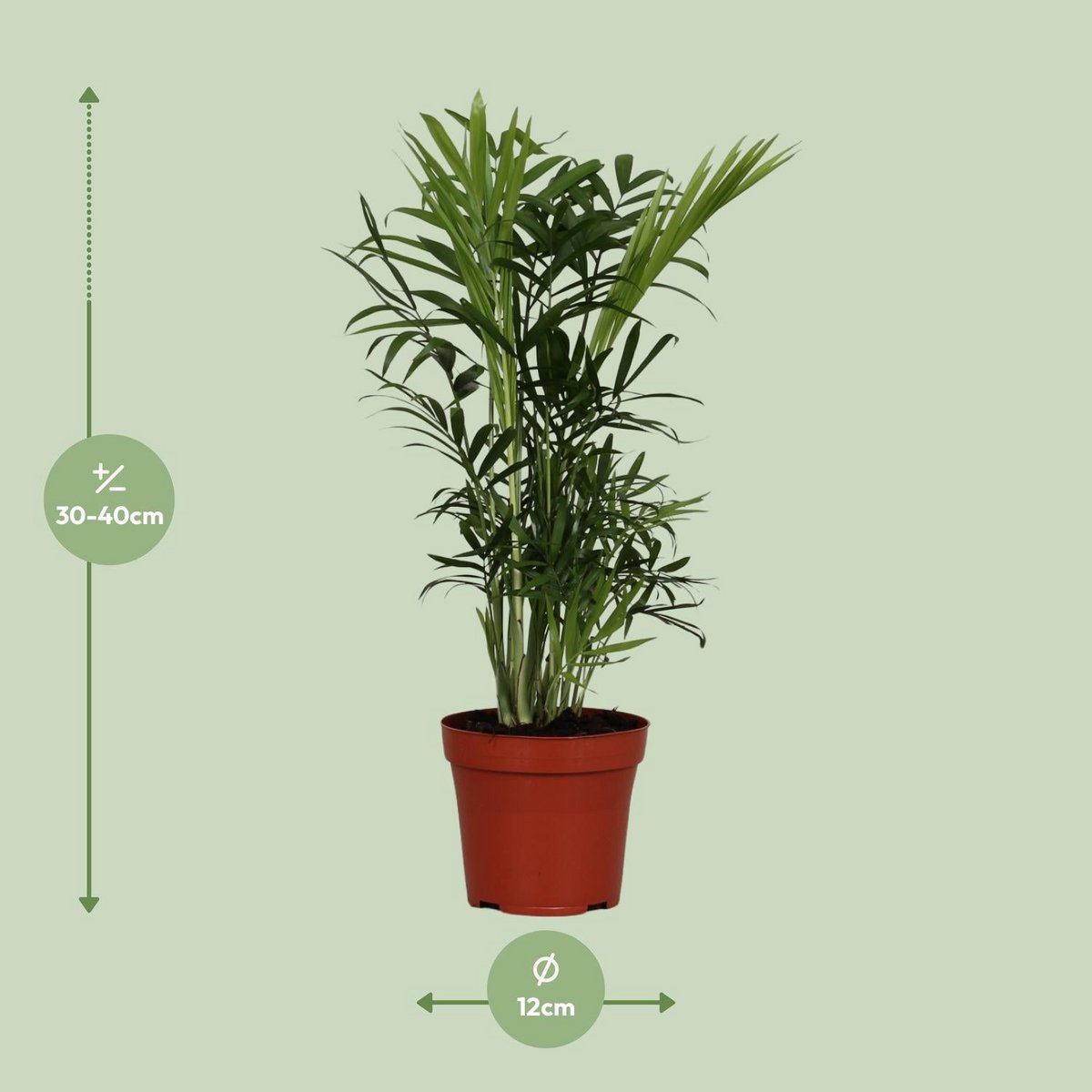 Chamaedorea elegans - Ø12cm - ↕40cm