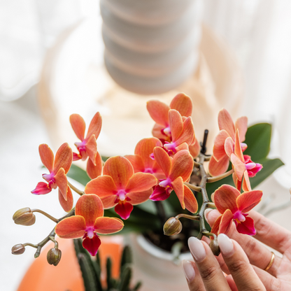 Oranje Bolzano Orchidee met Star Fish Sierpot Ø9cm