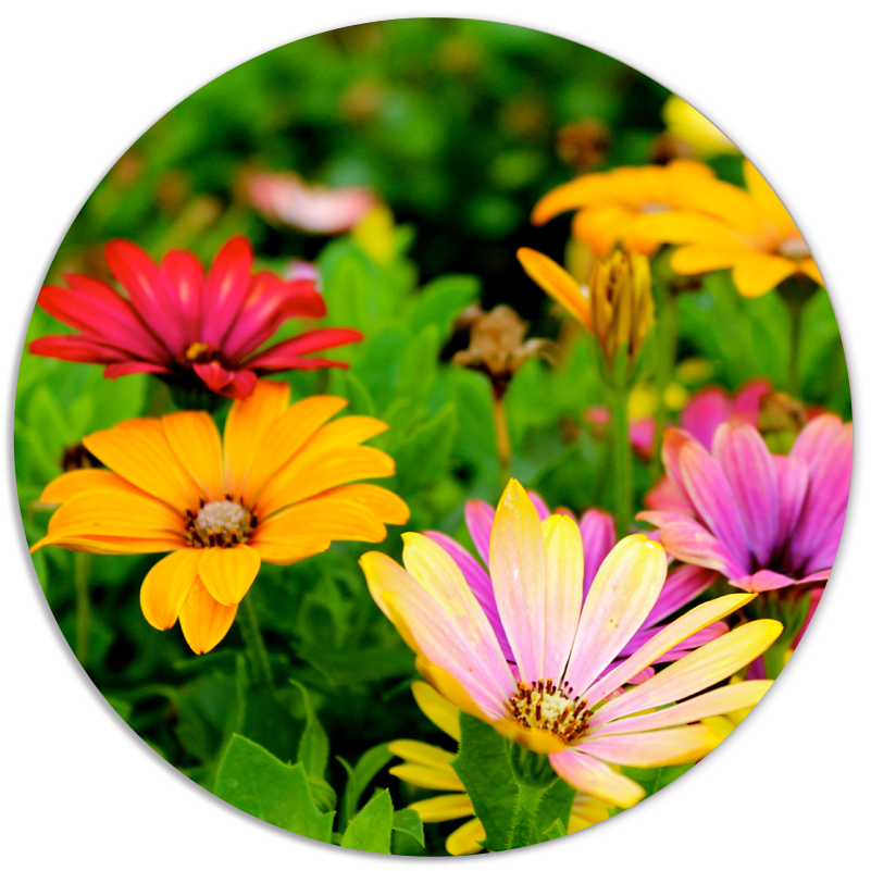 Flower Field Wall Circle