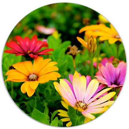 Flower Field Wall Circle