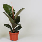 Kamerplant Ficus Elastica Robusta Ø12cm 35cm