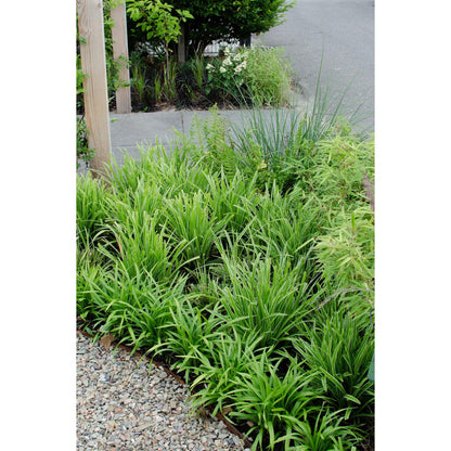 Siergras Carex Morrowii 'Ice Dance' Ø14cm 30cm