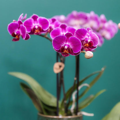 Paarse Phalaenopsis Orchidee in Keramieke Groene Sierpot (Ø9cm)