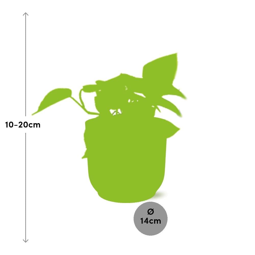 Kamerplant Epipremnum Golden Pothos in Elho pot roze 14cm