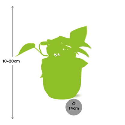 Kamerplant Epipremnum Golden Pothos in Elho pot roze 14cm