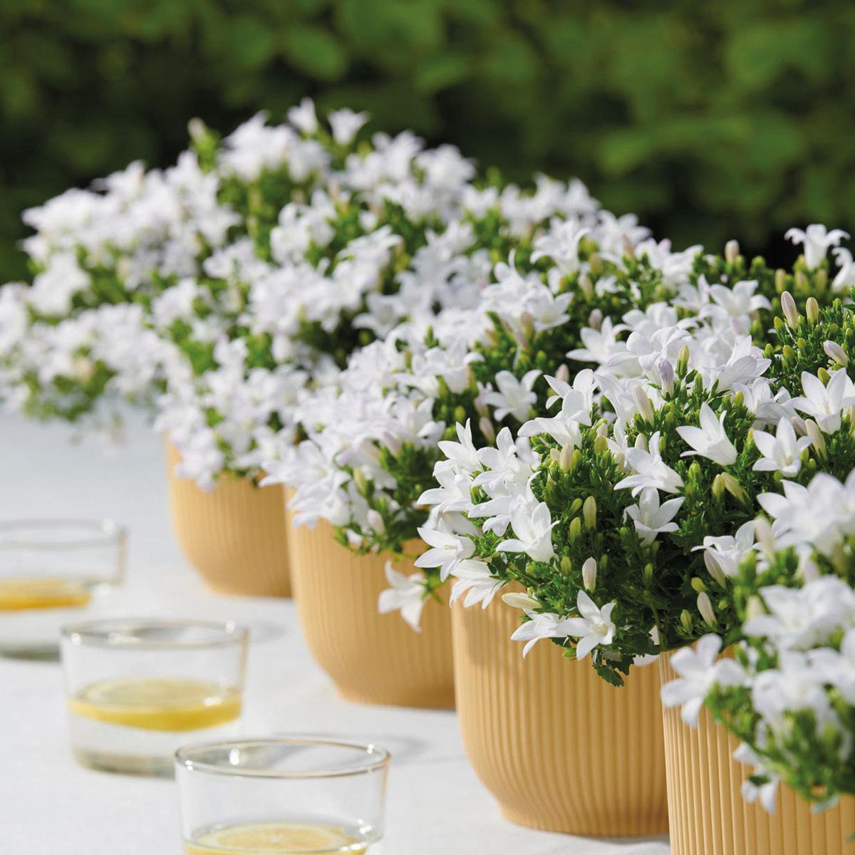 Campanula White Bellflower | 6 Pieces | Pot size 12cm | Ground cover 1m²