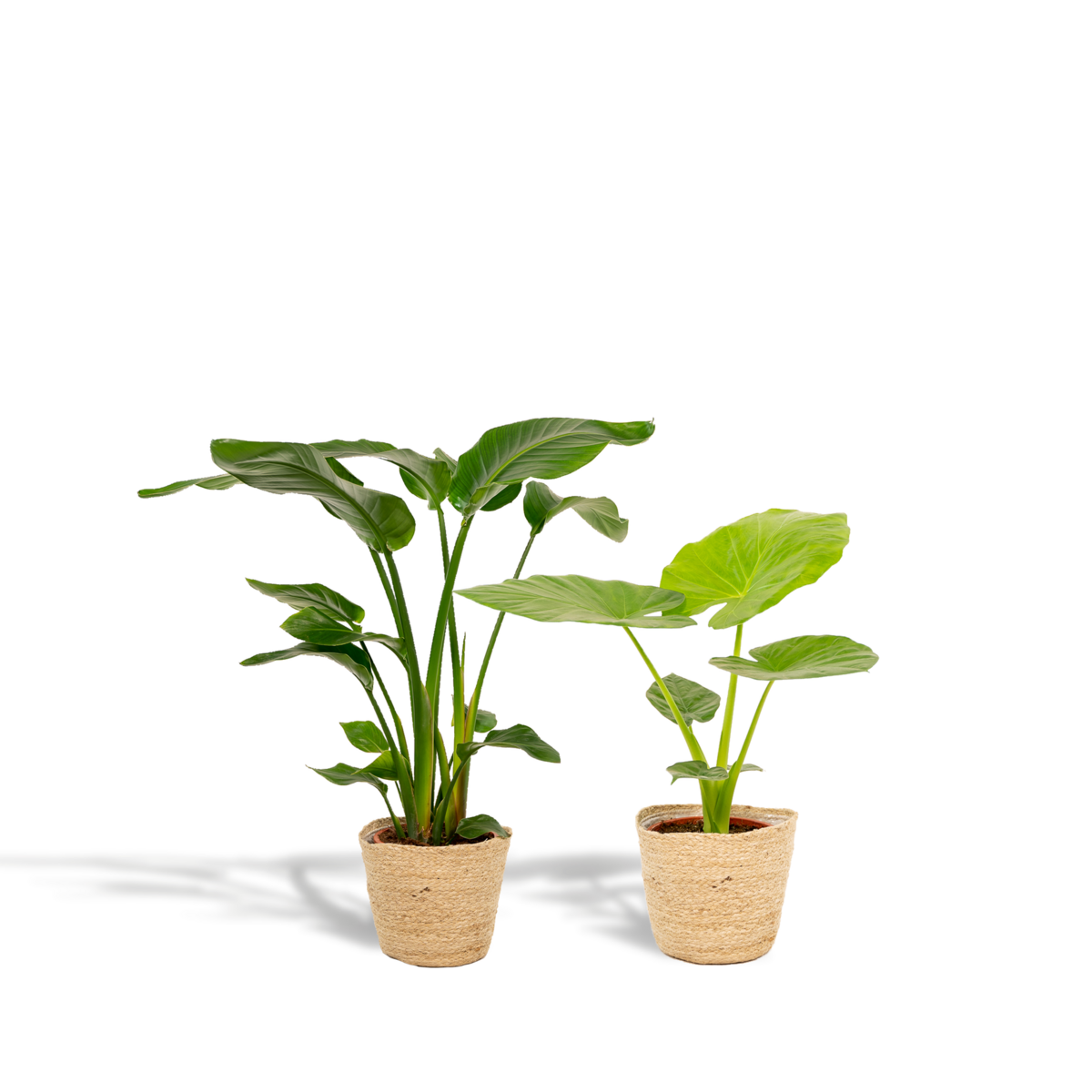Strelitzia Nicolai en Alocasia Macrorrhiza met mand 19 cm