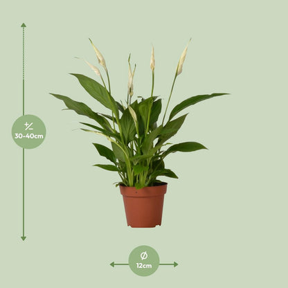Lepelplant Spathiphyllum Ø12 cm 45 cm