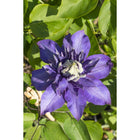 Clematis Multi Blue 3-pack 65cm Ø15cm