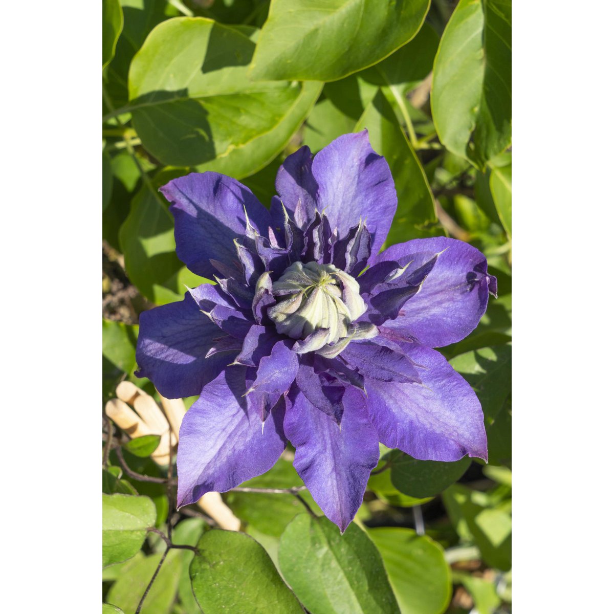 3x - Clematis Multi Blue - ↨65cm - Ø15