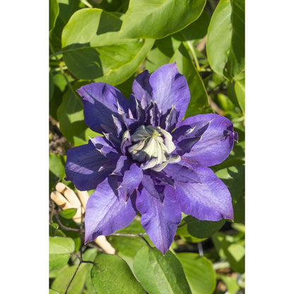 3x - Clematis Multi Blue - ↨65cm - Ø15