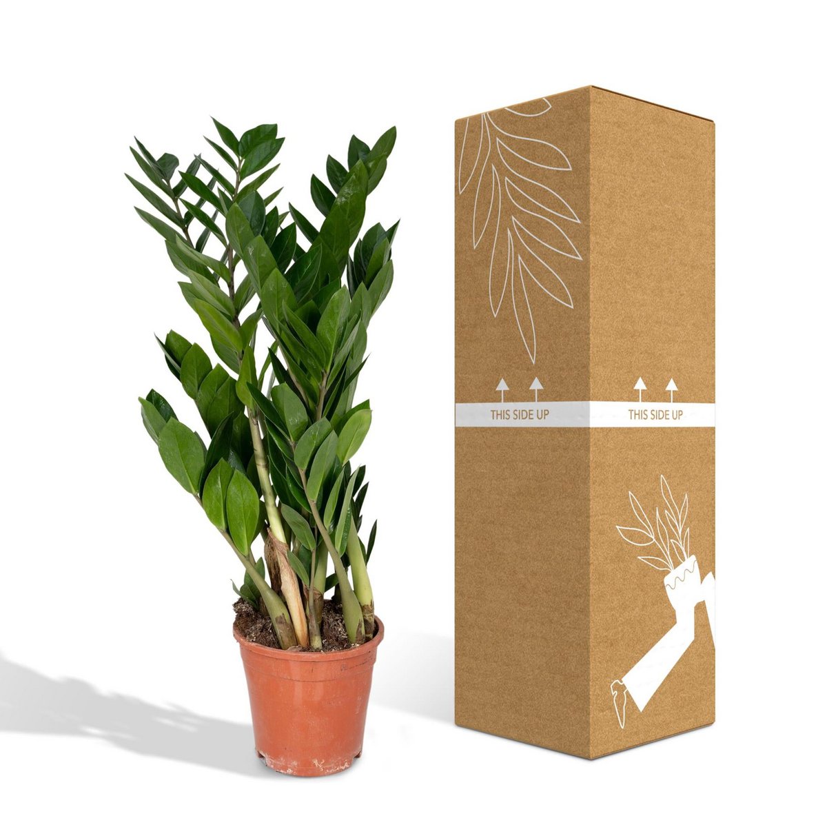 Zamioculcas plant Ø17cm 70cm