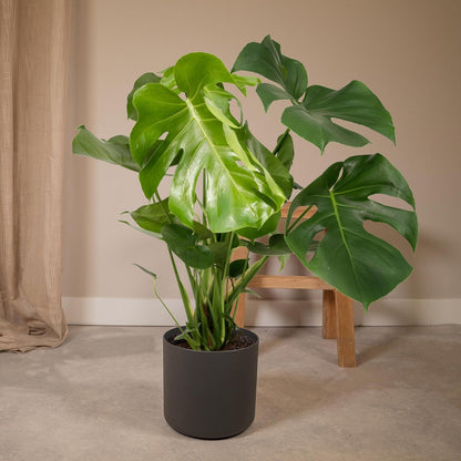 Kamerplant Monstera Deliciosa Ø21cm 65cm