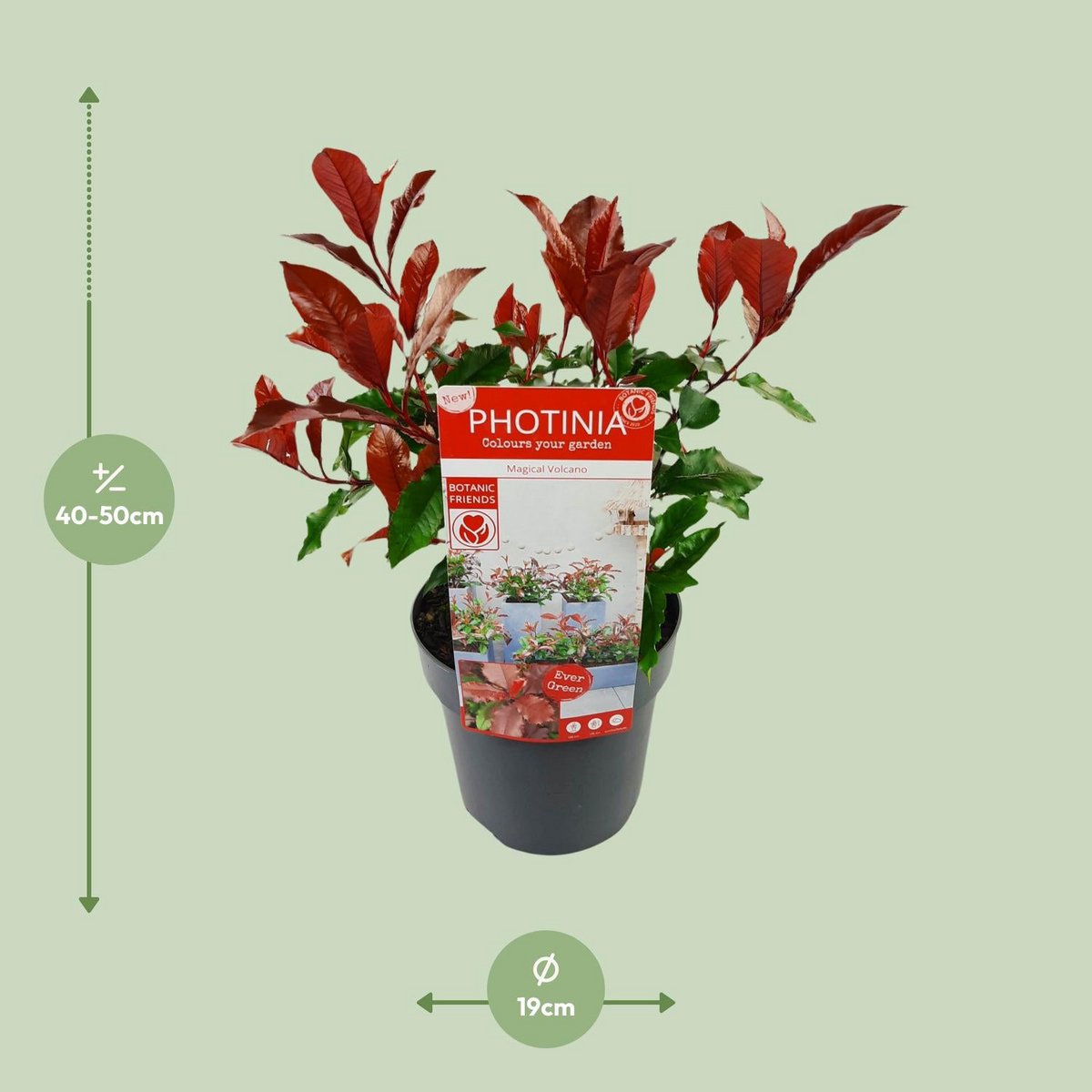 Photinia fras. 'Magische vulkaan' - Ø19cm - ↕30cm