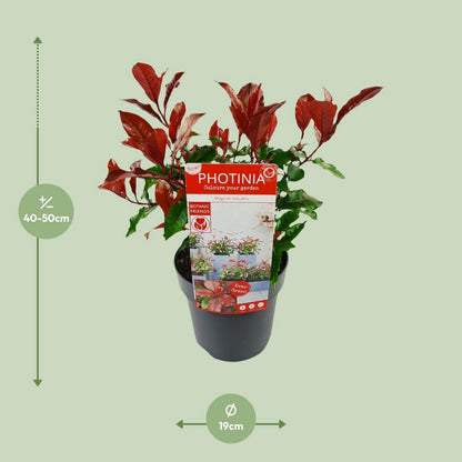Photinia fras. 'Magische vulkaan' - Ø19cm - ↕30cm